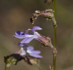 Southern lobelia